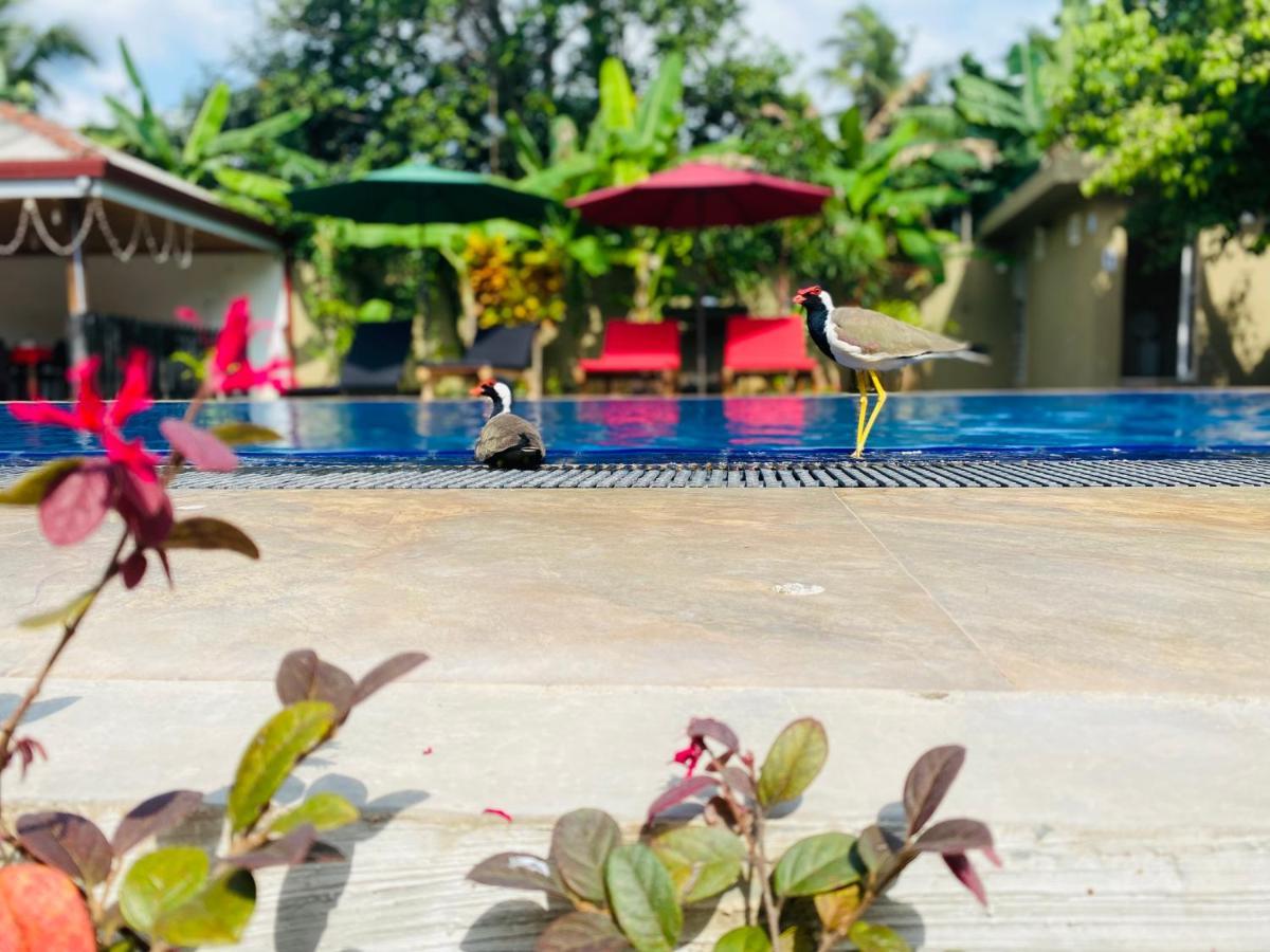 The Kingslayer Resort Negombo Zewnętrze zdjęcie